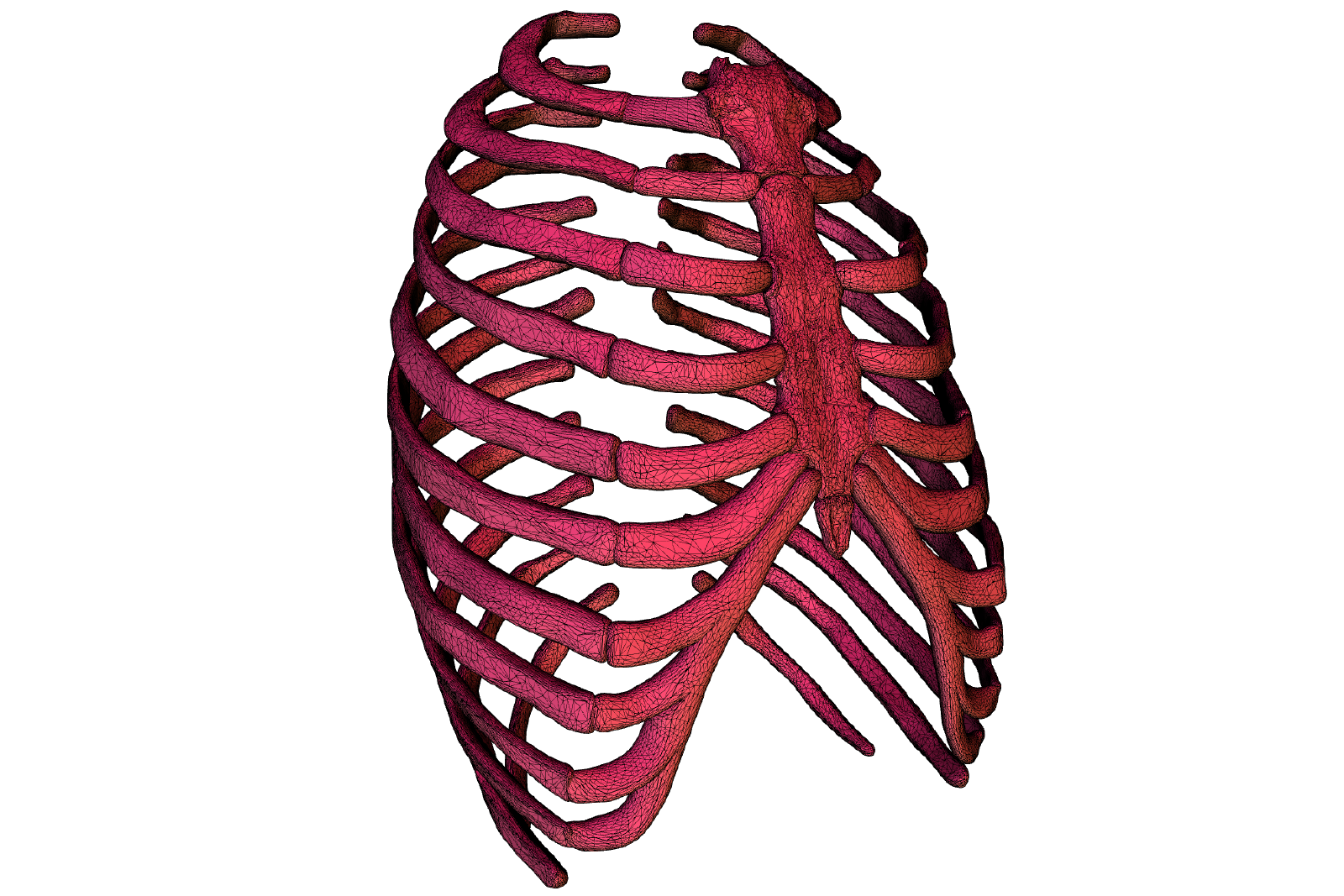 3d model of a ribcage