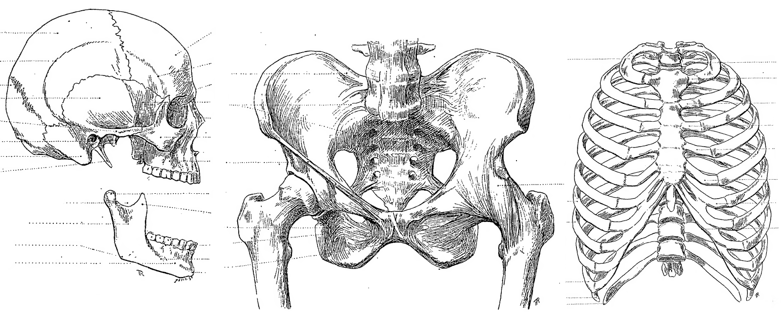 Paul Richer anatomy plate